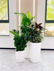 选宁波杭州湾绿植出租公司，让空间绿意盎然